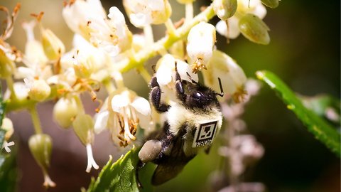 Our Most Widely-Used Insecticide Makes Bees Lazy And Causes Die-Offs