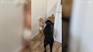 Ce bébé nourrit le chien en douce !