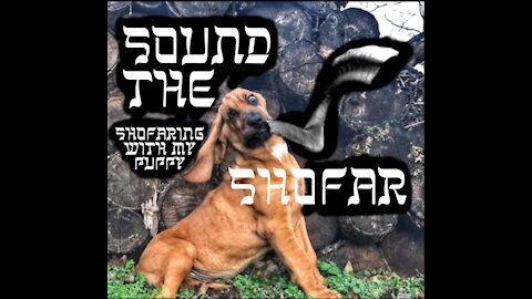 Shofar Intro and a Puppy who Shofars