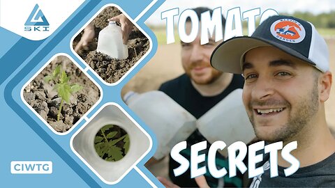 HOW TO PLANT TOMATOES | BEST WAY TO PLANT TOMATOES | TOMATO PLANTING SECRETS | FARM VLOG | CIWTG