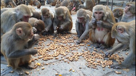 monkey love peanuts || feeding one box peanuts to hungry monkey || feeding monkey