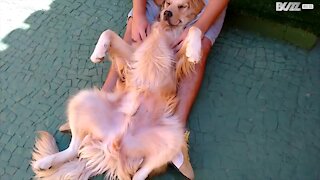 Ecco il cane più rilassato del mondo!