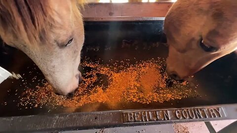 Feeding Horses Together With Sharing Issues