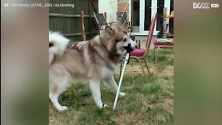 Quand un chien manie l'épée avec brio