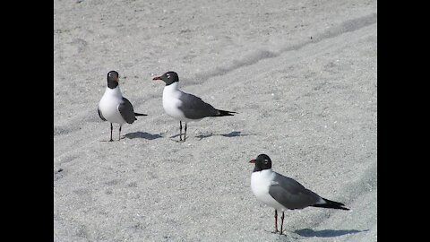 Birds on the beach sand, nature