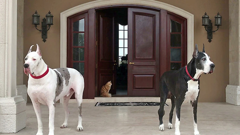 Funny Great Danes and Cat Try to Decide Inside or Outside or Inside
