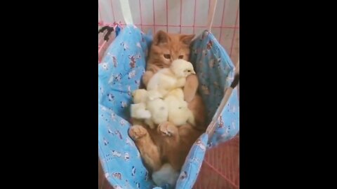 Cat and Hen Fantastic funny video 2022🤣🤣 #viral #rumbleshorts videos