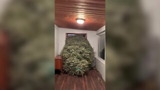 Michigan family brings home massive Christmas tree every year for decades