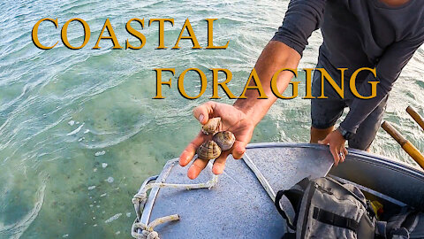 Coastal foraging shark bay - Ep 14