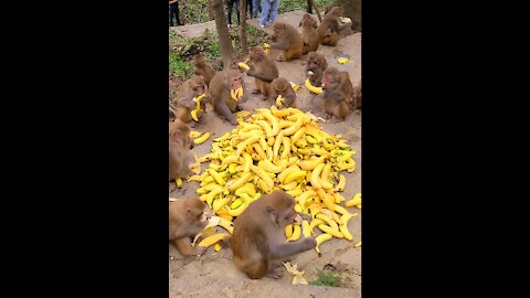 Monkeys eat bananas. What a clever monkey