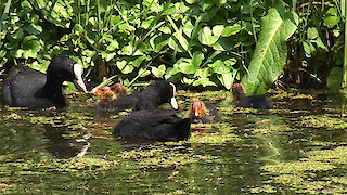 Dad and Ma Coot feeding their cute little chicks