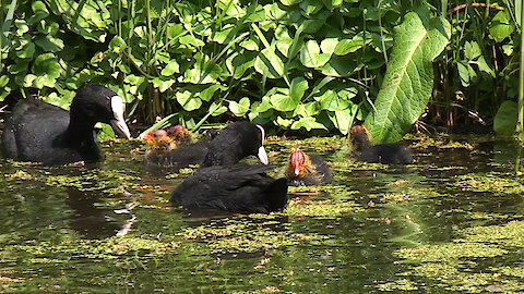 Dad and Ma Coot feeding their cute little chicks