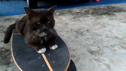 Nonchalant Kitty Loves To Go On Skateboarding Adventures