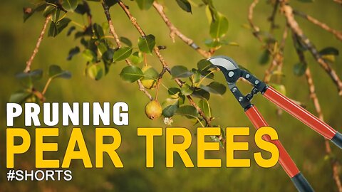 Pruning Pear Trees #SHORTS