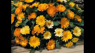 Calendula Flowers and Other Herbs