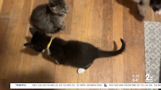 Kitten shower at Maryland SPCA