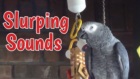 Impolite parrot makes slurping sounds