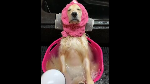Golden Retriever relaxes while taking cold shower