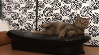 Un chat se repose sur une plateforme vibrante