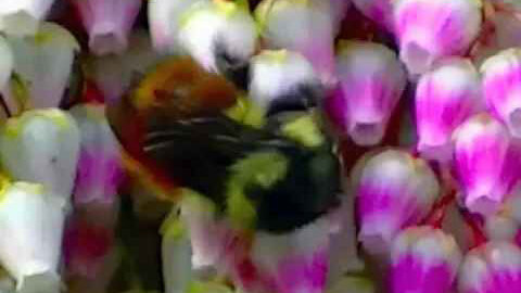 IECV NV #86 - 👀 A Orange Stripe Bumble Bee 🐝 On A Flower & Another Bumble Bee Flying By 3-23-2015