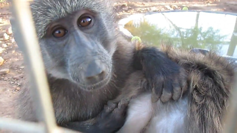 Adorable rescued baby baboons groom each other