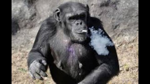 Chimpanzee Smokes Cigarette .. So Funny !!