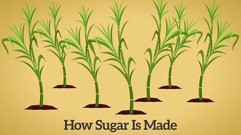 How Cane Sugar Is Made - Step by Step Process