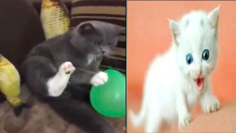 Funny Cats and Kittens Meowing Compilation 2021