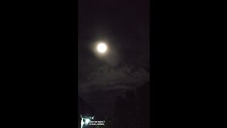 The Moonlight