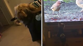 Dog snatches TV remote, asks owner to put on bird channel