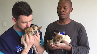 SOUTH AFRICA - Cape Town - Animal Welfare Society of South Africa Abandoned Pets. (Video) (9qb)