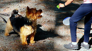 Adorable little Norwich Terrier wants to play Badminton