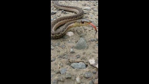 Garter Snake Dance