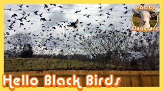 Black Birds stop by to say Hi