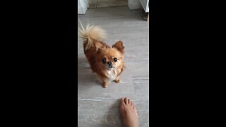 #Bogibogi Chihuahua