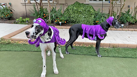 Playful Great Danes Enjoy Halloween Octopus Costume Fun