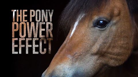 Changing lives through pony therapy