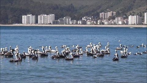 Papudo Province and beach in Chile