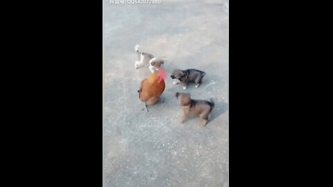 Chicken VS Dog Fight - Funny Dog Fight Videos