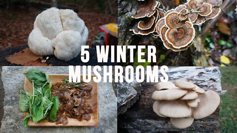 5 Mushrooms To Forage This Winter!