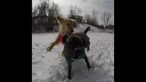 Best Dog Friends Go On Epic Adventure Together!