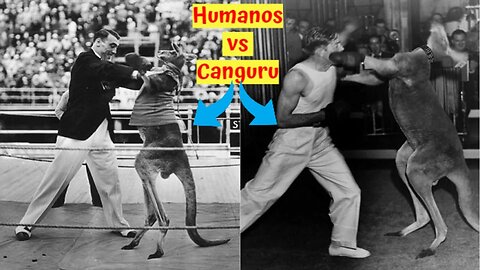 Humanos vs Canguru - Quem Ganha?