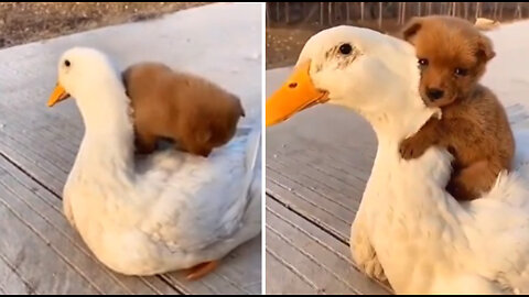 Dogs playing with ducks.cute🥰🥰🥰🥺