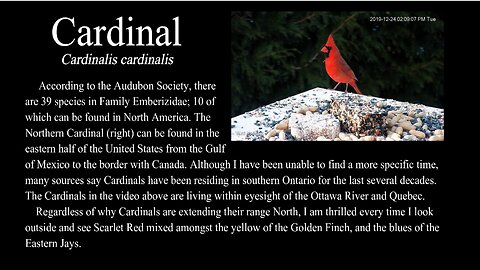 Northern Cardinal