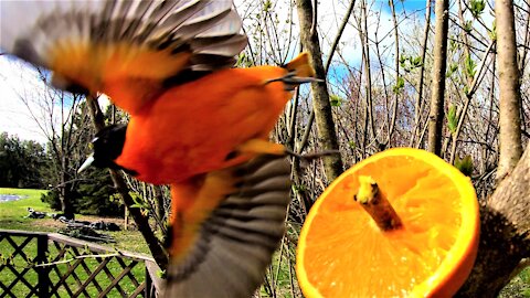 The vividly colored oriole loves his orange treats