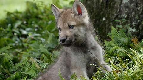 Baby Wolf Pups Howling Cute and Wholesome Compilation