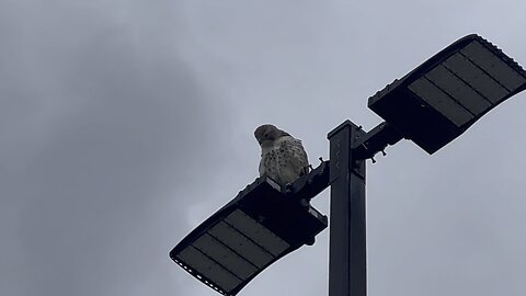 Rough-Legged Hawk cleaning