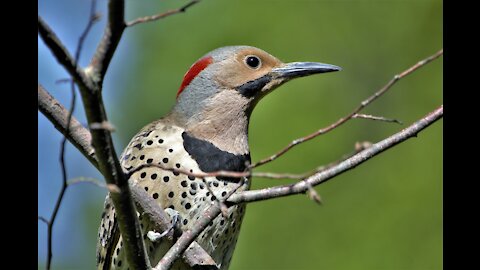 Woodpeckers in forests