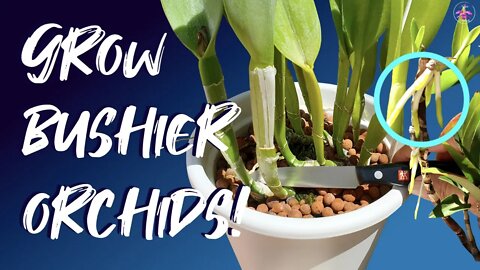 How to grow larger orchids | Propagation techniques explained | Keikis | Vigorous species orchids 💪🏼