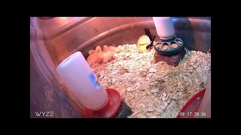 Live! The One Where The Ducks Discover A Camera In Their Tank